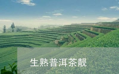 生熟普洱茶靓/2023042710042