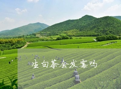 生白茶会发霉吗/2023070167293