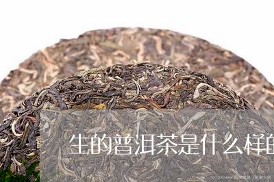 生的普洱茶是什么样的/2023092609683