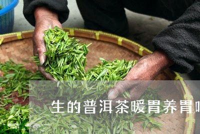 生的普洱茶暖胃养胃吗/2023092708268