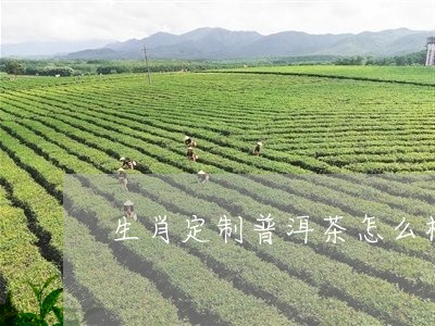 生肖定制普洱茶怎么样啊/2023112708240