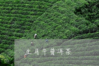 生肖牛普洱茶/2023042780506