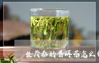 生茂泰的普洱茶怎么样/2023092681793