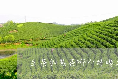 生茶和熟茶哪个好喝点/2023092216972