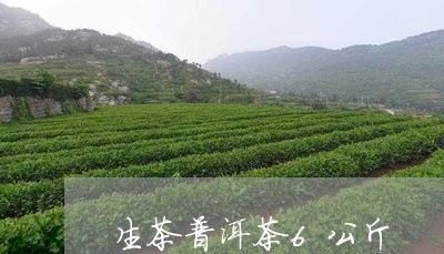 生茶普洱茶6公斤/2023101660484