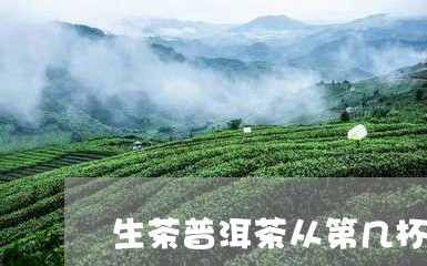 生茶普洱茶从第几杯开始喝/2023121800713