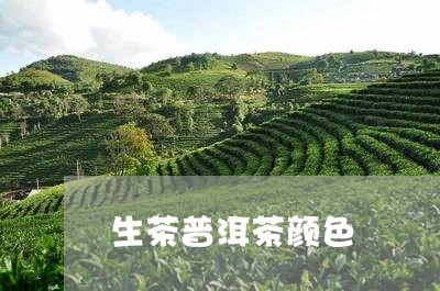 生茶普洱茶颜色/2023110769505