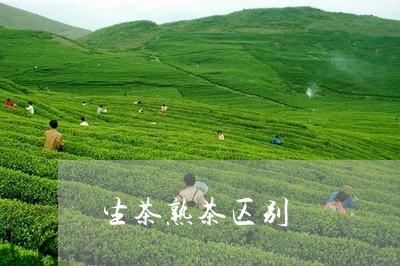 生茶熟茶区别/2023042935659