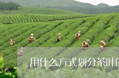 用什么方式划分茶叶的分类/2023051205060