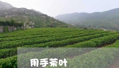 用手茶叶/2023090161615