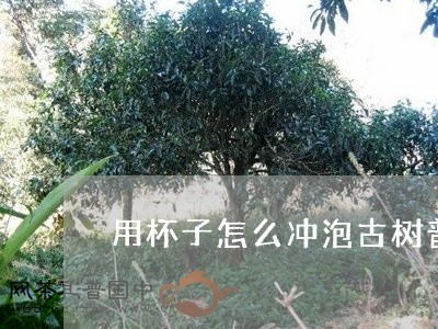 用杯子怎么冲泡古树普洱茶/2023110266059