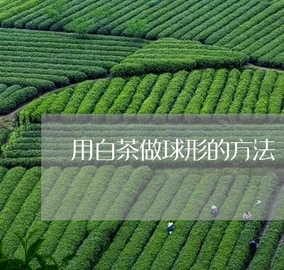 用白茶做球形的方法/2023072195826