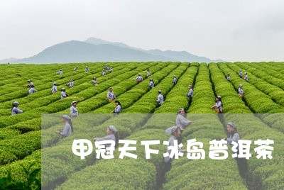 甲冠天下冰岛普洱茶/2023120527294