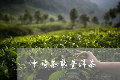 申时茶熟普洱茶/2023101624069