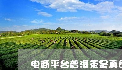 电商平台普洱茶是真的吗/2023120790414