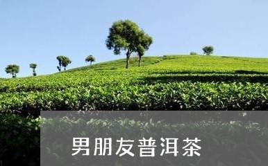 男朋友普洱茶/2023081848469