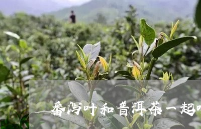 番泻叶和普洱茶一起喝/2023092731503