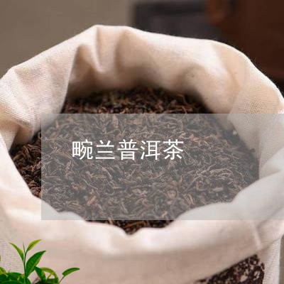 畹兰普洱茶/2023090614920