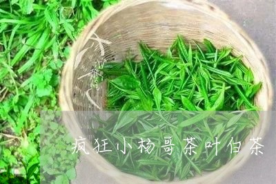 疯狂小杨哥茶叶白茶/2023072267958