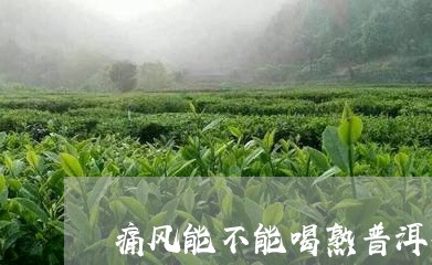 痛风能不能喝熟普洱茶/2023092618372