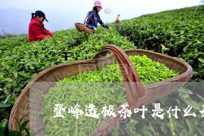 登峰造极茶叶是什么茶/2023061011928