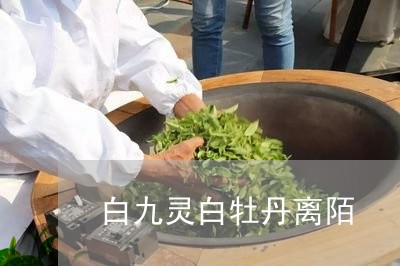 白九灵白牡丹离陌/2023090686392