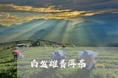 白发雄普洱茶/2023042959769