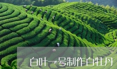 白叶一号制作白牡丹/2023091336159