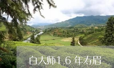 白大师16年寿眉/2023090827793