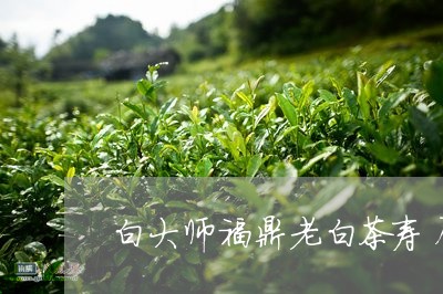 白大师福鼎老白茶寿眉/2023062916037