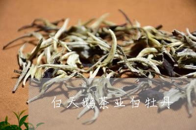 白天鹅茶业白牡丹/2023090669483