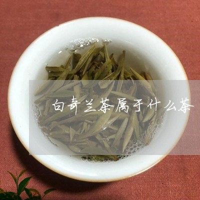 白奇兰茶属于什么茶/2023042153705