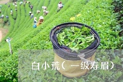 白小荒(一级寿眉)/2023120428150