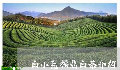 白小荒福鼎白茶介绍/2023111604848