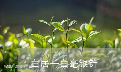 白居一白毫银针/2023112436138