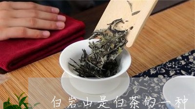 白岩山是白茶的一种/2023072214037