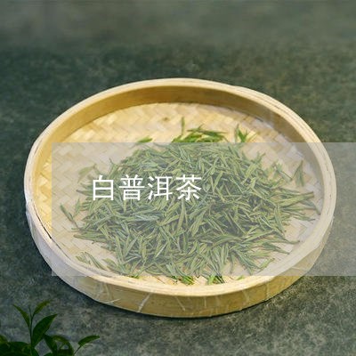 白普洱茶/2023121889259