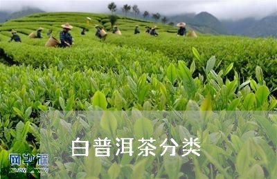 白普洱茶分类/2023121872916