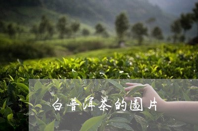 白普洱茶的图片/2023120303937