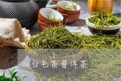 白毛茶普洱茶/2023042636047