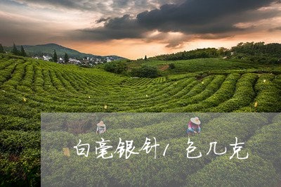 白毫银针1包几克/2023090708371