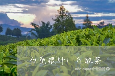 白毫银针1斤散茶/2023090608492