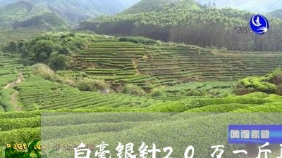 白毫银针20万一斤真的假的/2023111405482