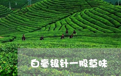 白毫银针一股草味/2023090639681