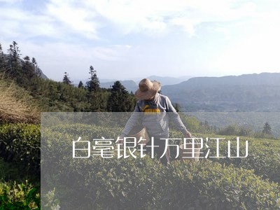 白毫银针万里江山/2023090616137