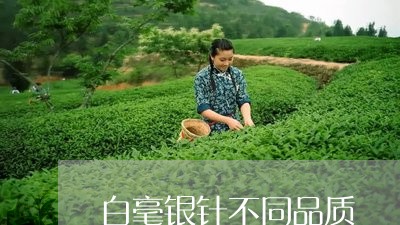 白毫银针不同品质/2023090671503