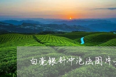 白毫银针冲泡法图片大全/2023102895263