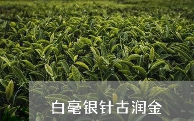 白毫银针古润金/2023112472505