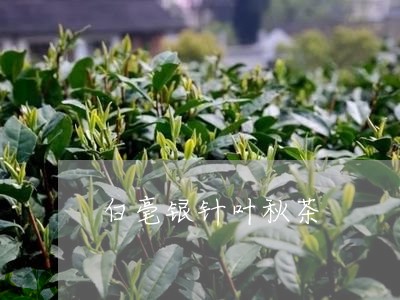 白毫银针叶秋茶/2023060375038