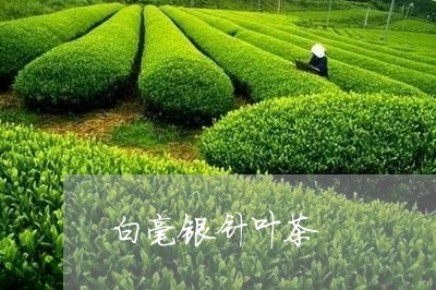 白毫银针叶茶/2023112443514